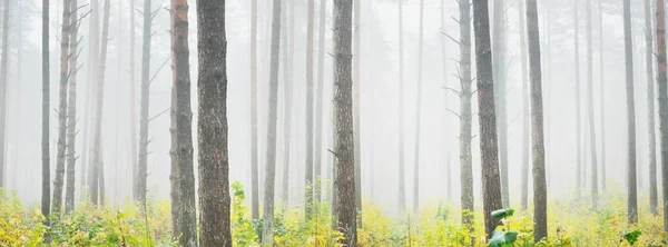 Атмосферний Ландшафт Вічнозеленого Лісу Тумані Світанку Стародавні Соснові Дерева Молоді — стокове фото