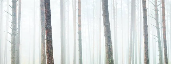 Atmospheric Landscape Evergreen Forest Fog Sunrise Mighty Pine Trees Ecology — Photo