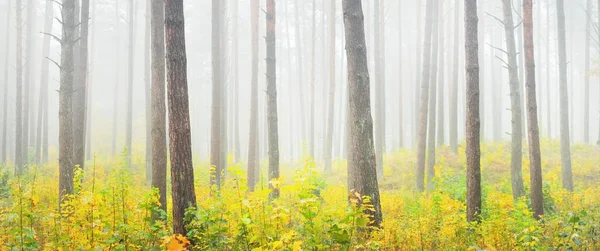 Paisaje Atmosférico Del Bosque Siempreverde Una Niebla Amanecer Antiguos Pinos — Foto de Stock