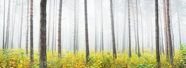 Güneş doğarken sisli, yemyeşil ormanın atmosferik manzarası. Antik çam ağaçları, genç yeşil ve altın bitkiler yakın plan. Ekoloji, mevsimler, sonbahar, eko-turizm, çevre koruma. Avrupa