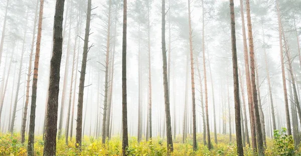Paisagem Atmosférica Floresta Perene Num Nevoeiro Nascer Sol Pinhais Antigos — Fotografia de Stock