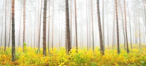 Paysage Atmosphérique Forêt Feuilles Persistantes Dans Brouillard Lever Soleil Pins — Photo