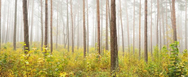 Ατμοσφαιρικό Τοπίο Του Αειθαλούς Δάσους Ομίχλη Ξημέρωμα Αρχαία Πεύκα Νεαρά — Φωτογραφία Αρχείου