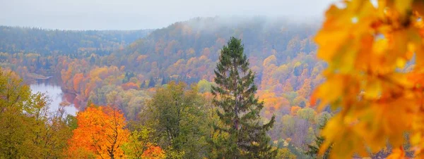 森の丘の絵のようなパノラマの空中ビュー 落葉性でカラフルな葉を持つ松の木 スプルース メープル オーク ゴーヤ川渓谷 ラトビアのシグルダの国立公園 — ストック写真