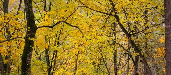 Mächtige Bäume Mit Bunten Grünen Gelben Orangen Und Goldenen Blättern — Stockfoto