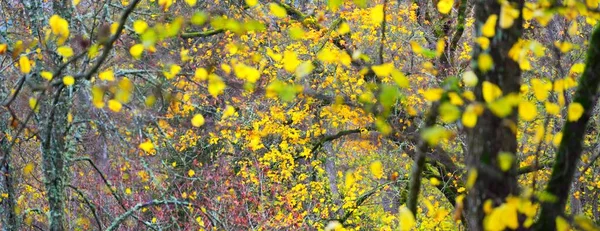 Mighty Trees Colorful Green Yellow Orange Golden Leaves Soft Light — стоковое фото