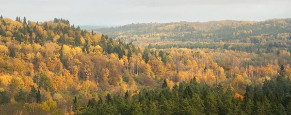 森林小山的风景如画的全景鸟瞰 落叶松树 叶色艳丽 橡木Gauja河谷 拉脱维亚Sigulda国家公园 秋天的色彩 — 图库照片