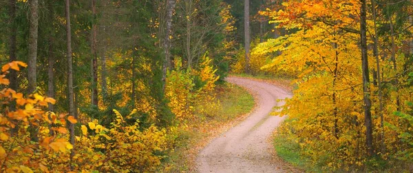 Kayın Ağacı Ormanından Geçen Kırsal Yol Güçlü Ağaç Gövdeleri Sarı — Stok fotoğraf