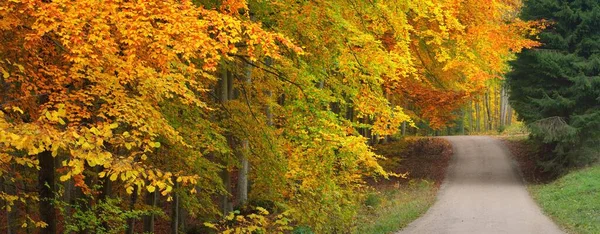 Route Rurale Sinueuse Travers Forêt Hêtres Puissants Troncs Arbres Feuilles — Photo