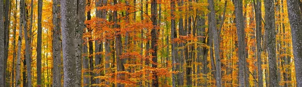 Altın kayın ağacı ormanının pitoresk manzarası. Güçlü ağaç gövdeleri, renkli sarı, kırmızı, turuncu yapraklar. Idyllic sonbahar manzarası. Mevsimler, sonbahar mevsimi, ekoloji, saf doğa, eko-turizm