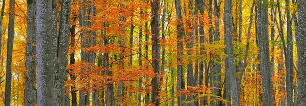 Altın kayın ağacı ormanının pitoresk manzarası. Güçlü ağaç gövdeleri, renkli sarı, kırmızı, turuncu yapraklar. Idyllic sonbahar manzarası. Mevsimler, sonbahar mevsimi, ekoloji, saf doğa, eko-turizm