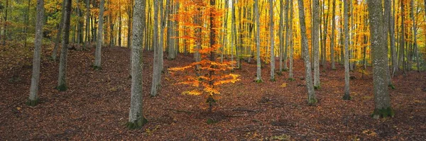 Altın kayın ağacı ormanının pitoresk manzarası. Güçlü ağaç gövdeleri, renkli sarı, kırmızı, turuncu yapraklar. Idyllic sonbahar manzarası. Mevsimler, sonbahar mevsimi, ekoloji, saf doğa, eko-turizm
