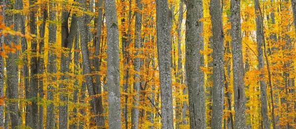 Altın kayın ağacı ormanının pitoresk manzarası. Güçlü ağaç gövdeleri, renkli sarı, kırmızı, turuncu yapraklar. Idyllic sonbahar manzarası. Mevsimler, sonbahar mevsimi, ekoloji, saf doğa, eko-turizm