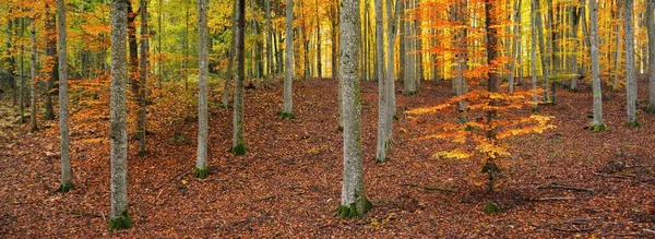 Altın kayın ağacı ormanının pitoresk manzarası. Güçlü ağaç gövdeleri, renkli sarı, kırmızı, turuncu yapraklar. Idyllic sonbahar manzarası. Mevsimler, sonbahar mevsimi, ekoloji, saf doğa, eko-turizm
