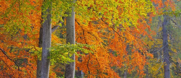 Picturesque Scenery Golden Beech Tree Forest Mighty Tree Trunks Colorful — Fotografia de Stock