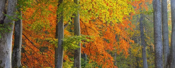Picturesque Scenery Golden Beech Tree Forest Mighty Tree Trunks Colorful — Stock Photo, Image