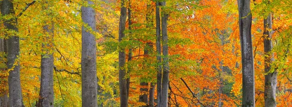 Altın kayın ağacı ormanının pitoresk manzarası. Güçlü ağaç gövdeleri, renkli sarı, kırmızı, turuncu yapraklar. Idyllic sonbahar manzarası. Mevsimler, sonbahar mevsimi, ekoloji, saf doğa, eko-turizm