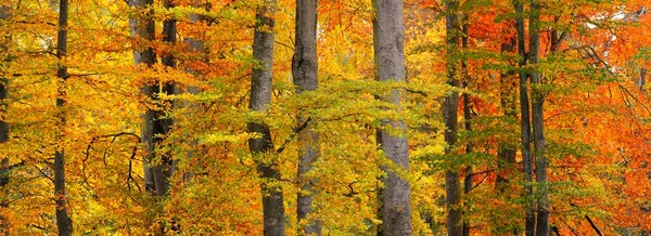 Altın kayın ağacı ormanının pitoresk manzarası. Güçlü ağaç gövdeleri, renkli sarı, kırmızı, turuncu yapraklar. Idyllic sonbahar manzarası. Mevsimler, sonbahar mevsimi, ekoloji, saf doğa, eko-turizm