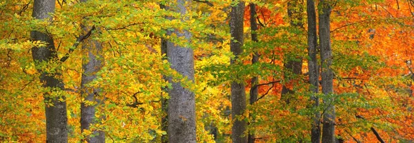 Picturesque Scenery Golden Beech Tree Forest Mighty Tree Trunks Colorful — Fotografia de Stock