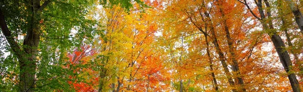 Pittoresk Natur Den Gyllene Bokskogen Mäktiga Trädstammar Färgglada Gula Röda — Stockfoto