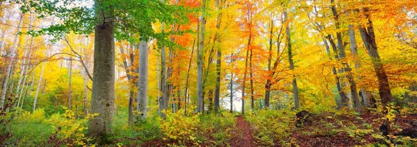 Altın kayın ağacı ormanının pitoresk manzarası. Güçlü ağaç gövdeleri, renkli sarı, kırmızı, turuncu yapraklar. Idyllic sonbahar manzarası. Mevsimler, sonbahar mevsimi, ekoloji, saf doğa, eko-turizm