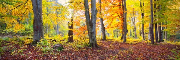 Malerische Landschaft Des Goldenen Buchenwaldes Mächtige Baumstämme Bunte Gelbe Rote — Stockfoto