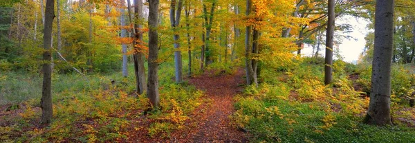 Kayın ağacı ormanlarının tepelerine giden yol. Güçlü ağaç gövdeleri, sarı, kırmızı, turuncu yapraklar. Idyllic sonbahar manzarası. Sonbahar mevsimi, ekoloji, doğa, çevre, eko-turizm, eğlence. Almanya