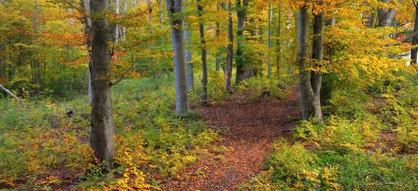Altın kayın ağacı ormanının pitoresk manzarası. Güçlü ağaç gövdeleri, renkli sarı, kırmızı, turuncu yapraklar. Idyllic sonbahar manzarası. Mevsimler, sonbahar mevsimi, ekoloji, saf doğa, eko-turizm