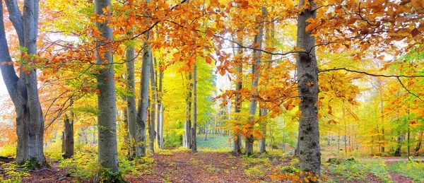Kayın ağacı ormanındaki tepelerin panoramik manzarası. Güçlü ağaç gövdeleri, sarı, kırmızı, turuncu yapraklar. Idyllic sonbahar manzarası. Sonbahar mevsimi, ekoloji, doğa, çevre, eko-turizm, eğlence. Almanya