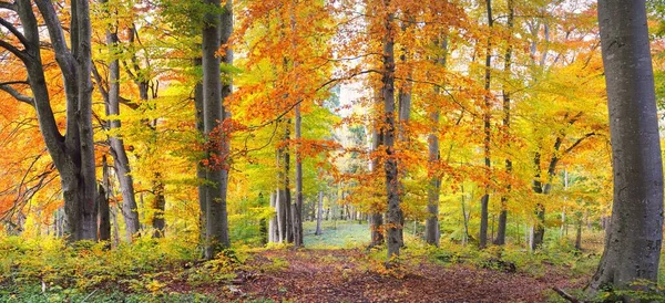 Picturesque Scenery Golden Beech Tree Forest Mighty Tree Trunks Colorful — Zdjęcie stockowe