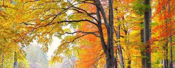 Picturesque Scenery Golden Beech Tree Forest Mighty Tree Trunks Colorful — Zdjęcie stockowe