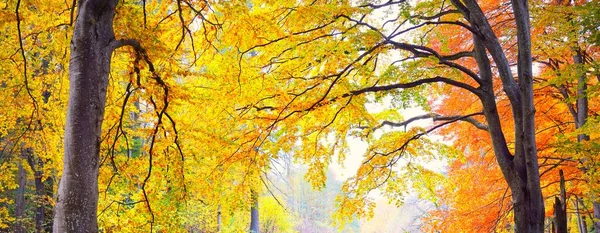 Altın kayın ağacı ormanının pitoresk manzarası. Güçlü ağaç gövdeleri, renkli sarı, kırmızı, turuncu yapraklar. Idyllic sonbahar manzarası. Mevsimler, sonbahar mevsimi, ekoloji, saf doğa, eko-turizm