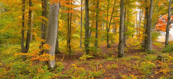 Altın kayın ağacı ormanının pitoresk manzarası. Güçlü ağaç gövdeleri, renkli sarı, kırmızı, turuncu yapraklar. Idyllic sonbahar manzarası. Mevsimler, sonbahar mevsimi, ekoloji, saf doğa, eko-turizm