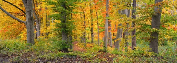 Altın kayın ağacı ormanının pitoresk manzarası. Güçlü ağaç gövdeleri, renkli sarı, kırmızı, turuncu yapraklar. Idyllic sonbahar manzarası. Mevsimler, sonbahar mevsimi, ekoloji, saf doğa, eko-turizm