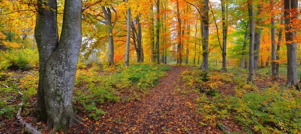 Picturesque Scenery Golden Beech Tree Forest Mighty Tree Trunks Colorful — 스톡 사진