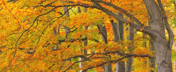 Picturesque Scenery Golden Beech Tree Forest Mighty Tree Trunks Colorful — стоковое фото