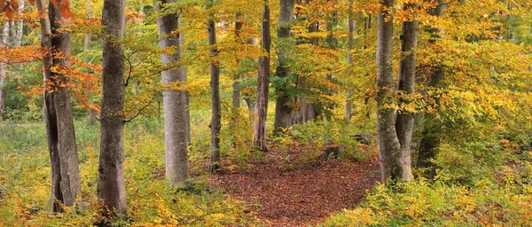 Altın kayın ağacı ormanının pitoresk manzarası. Güçlü ağaç gövdeleri, renkli sarı, kırmızı, turuncu yapraklar. Idyllic sonbahar manzarası. Mevsimler, sonbahar mevsimi, ekoloji, saf doğa, eko-turizm