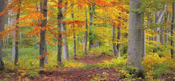Altın kayın ağacı ormanının pitoresk manzarası. Güçlü ağaç gövdeleri, renkli sarı, kırmızı, turuncu yapraklar. Idyllic sonbahar manzarası. Mevsimler, sonbahar mevsimi, ekoloji, saf doğa, eko-turizm