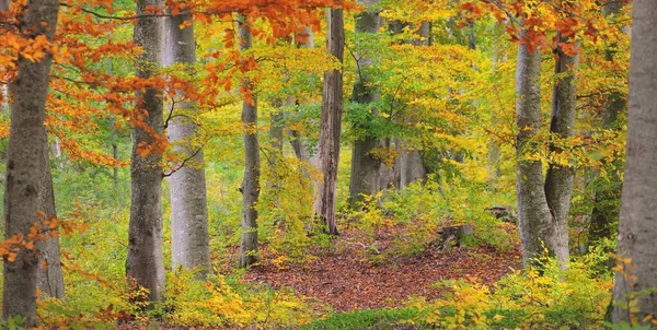 Altın kayın ağacı ormanının pitoresk manzarası. Güçlü ağaç gövdeleri, renkli sarı, kırmızı, turuncu yapraklar. Idyllic sonbahar manzarası. Mevsimler, sonbahar mevsimi, ekoloji, saf doğa, eko-turizm