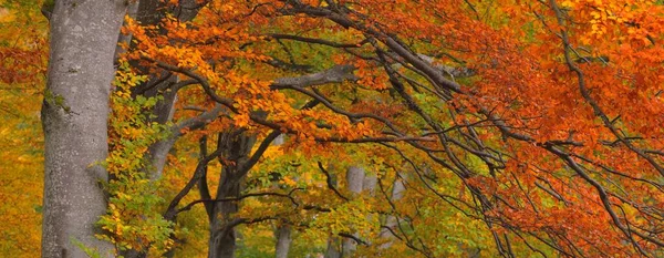 Malebná Scenérie Zlatého Bukového Lesa Mohutné Kmeny Stromů Barevné Žluté — Stock fotografie