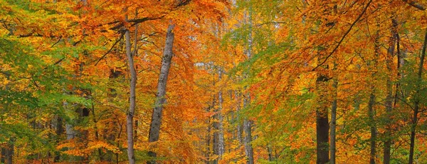 Picturesque Scenery Golden Beech Tree Forest Mighty Tree Trunks Colorful — Fotografia de Stock