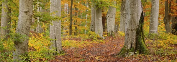 Altın kayın ağacı ormanının pitoresk manzarası. Güçlü ağaç gövdeleri, renkli sarı, kırmızı, turuncu yapraklar. Idyllic sonbahar manzarası. Mevsimler, sonbahar mevsimi, ekoloji, saf doğa, eko-turizm