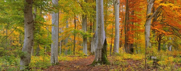 Altın kayın ağacı ormanının pitoresk manzarası. Güçlü ağaç gövdeleri, renkli sarı, kırmızı, turuncu yapraklar. Idyllic sonbahar manzarası. Mevsimler, sonbahar mevsimi, ekoloji, saf doğa, eko-turizm