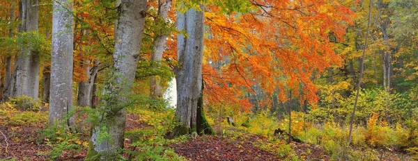Altın kayın ağacı ormanının pitoresk manzarası. Güçlü ağaç gövdeleri, renkli sarı, kırmızı, turuncu yapraklar. Idyllic sonbahar manzarası. Mevsimler, sonbahar mevsimi, ekoloji, saf doğa, eko-turizm