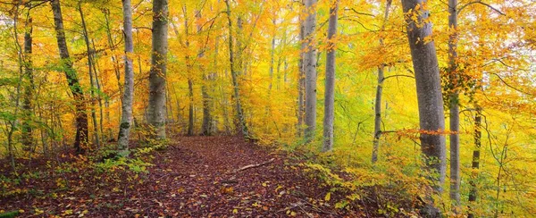 Pittoresk Landschap Van Het Gouden Beukenbos Machtige Boomstammen Kleurrijke Gele — Stockfoto