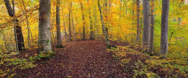 Picturesque Scenery Golden Beech Tree Forest Mighty Tree Trunks Colorful — 스톡 사진
