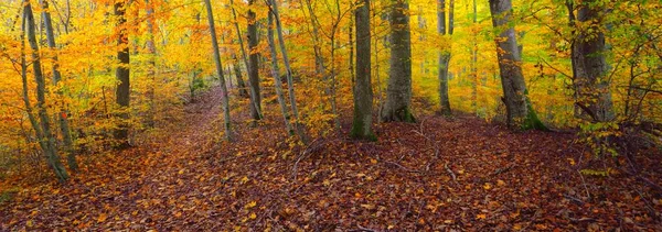 Paysage Pittoresque Forêt Hêtres Dorés Puissants Troncs Arbres Feuilles Jaunes — Photo