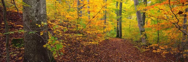 Panoramiczny Widok Wzgórza Lesie Bukowym Potężne Pnie Żółte Czerwone Pomarańczowe — Zdjęcie stockowe