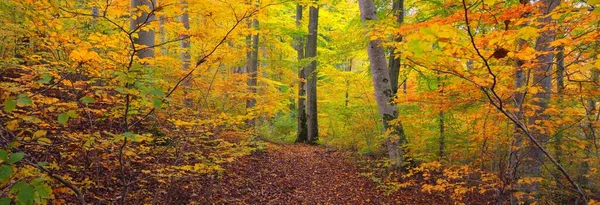 美丽的金山毛榉林风景 高大的树干 五彩缤纷的黄色 橙色的叶子 宜人的秋天风景 纯洁自然 生态旅游 — 图库照片