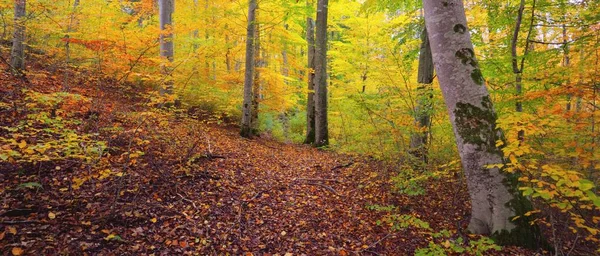 美丽的金山毛榉林风景 高大的树干 五彩缤纷的黄色 橙色的叶子 宜人的秋天风景 纯洁自然 生态旅游 — 图库照片